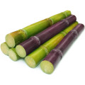 Sugarcane