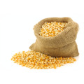 Maize-Grains